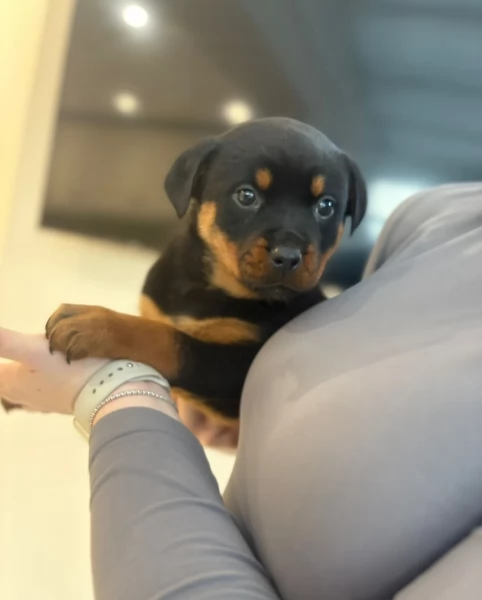 cuccioli di rottweiler di alta qualitagrave 100 di razza pura per adozione | Foto 2