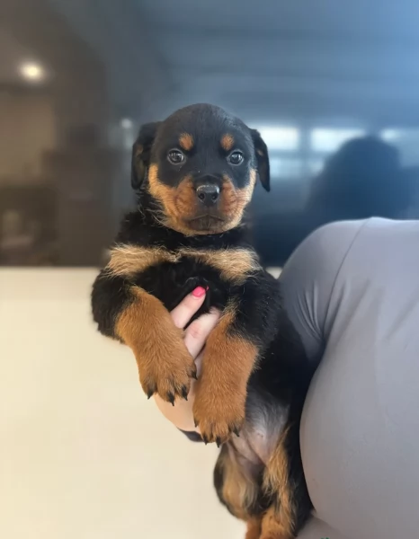 cuccioli di rottweiler di alta qualitagrave 100 di razza pura per adozione | Foto 1