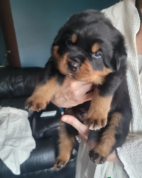 cuccioli di rottweiler di alta qualitagrave 100 di razza pura per adozione