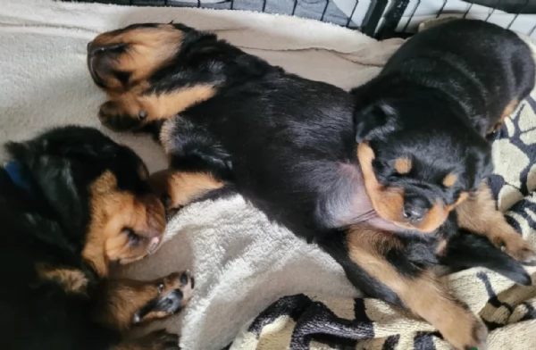 cuccioli di rottweiler di alta qualitagrave 100 di razza pura per adozione | Foto 0