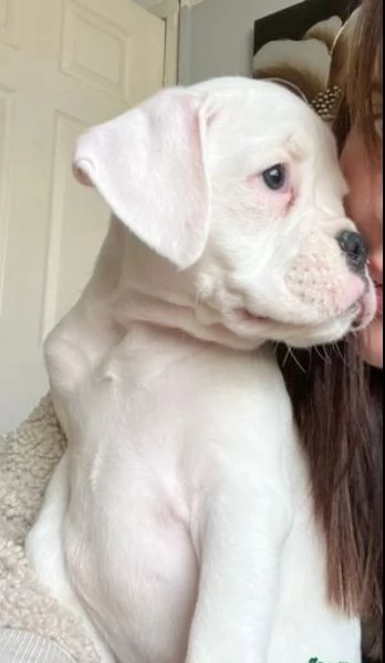 cuccioli di Boxer ALLEVATI CON AMORE per adozione | Foto 3