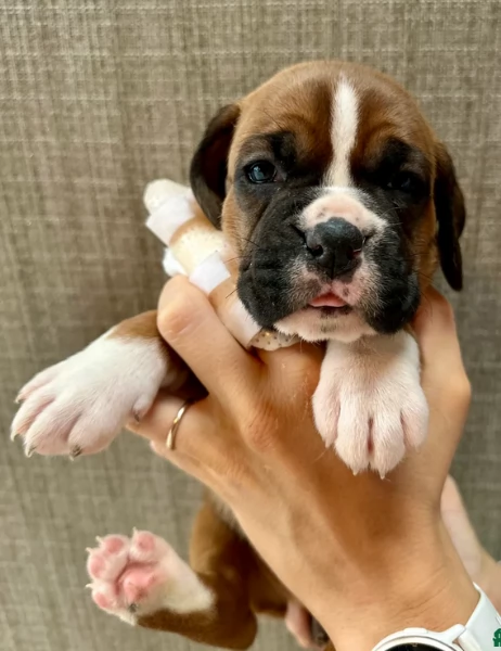cuccioli di Boxer ALLEVATI CON AMORE per adozione | Foto 5