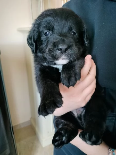 Labrador con pedigree ENCI | Foto 6