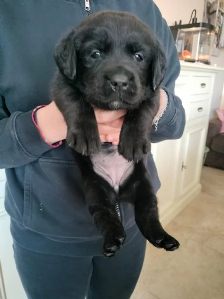 Labrador con pedigree ENCI | Foto 5