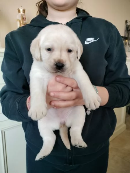 Labrador con pedigree ENCI | Foto 4