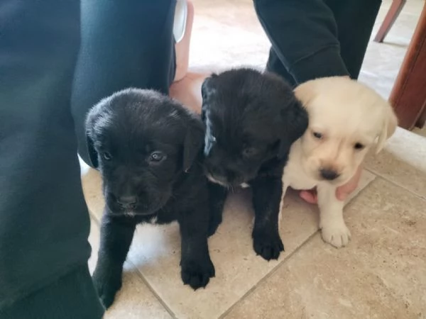Labrador con pedigree ENCI