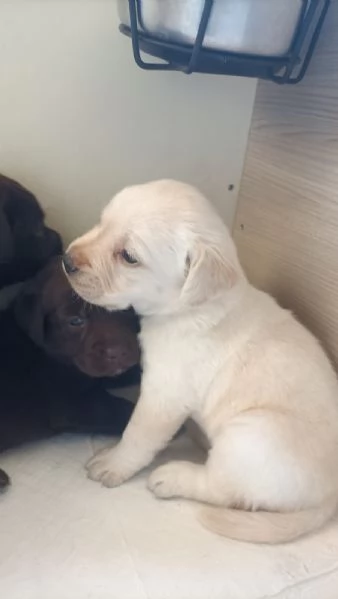 Labrador con pedigree ENCI | Foto 3