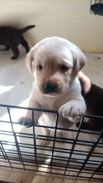 Labrador con pedigree ENCI | Foto 2