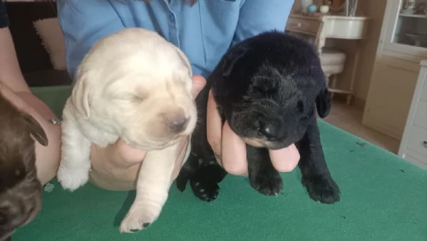 Labrador con pedigree ENCI | Foto 1