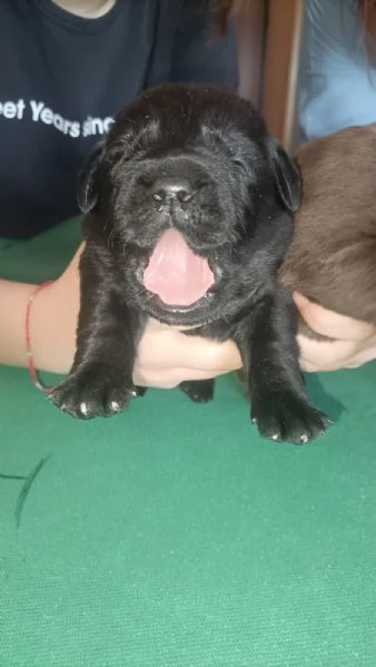 Labrador con pedigree ENCI | Foto 0