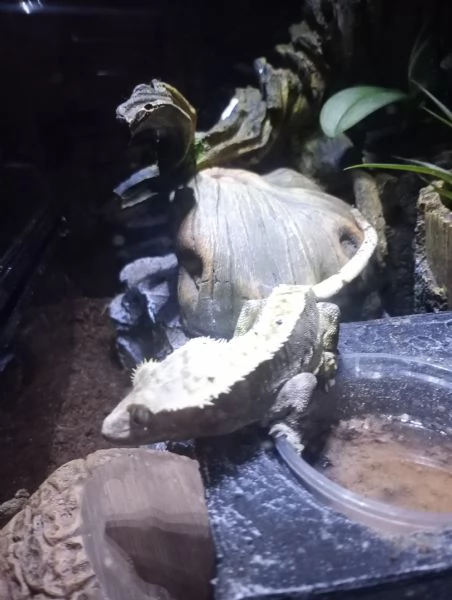 Geco Ciliatus | Foto 1