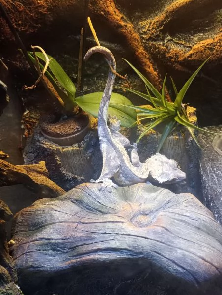 Geco Ciliatus | Foto 0