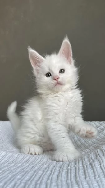 Maine Coon Gattini di Razza Purezza  Disponibili Subito