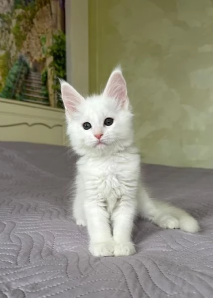 Maine coon cuccioli 