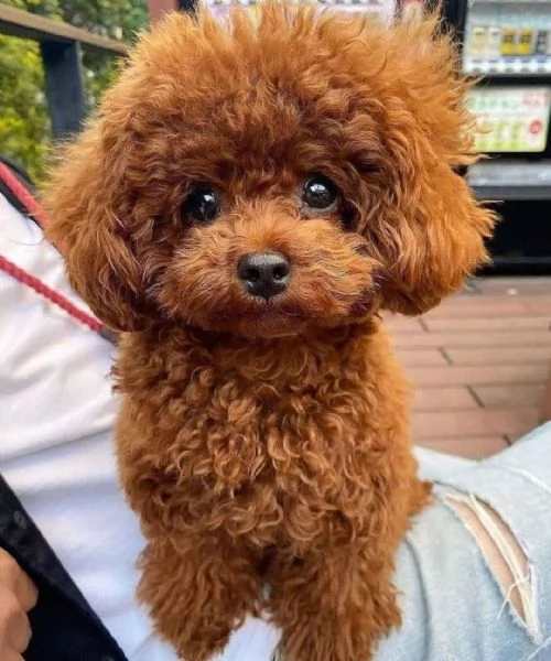 Cuccioli Di Barboncino | Foto 0