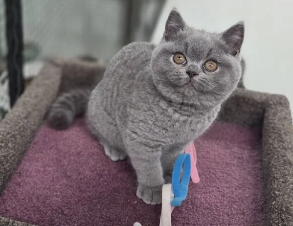 Cuccioli di british shorthair 