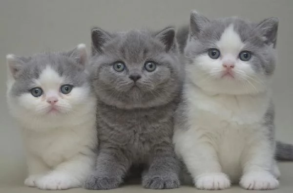 Cuccioli British shorthair | Foto 0