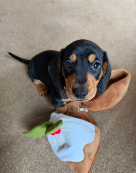 Splendidi cuccioli di Bassotto | Foto 3