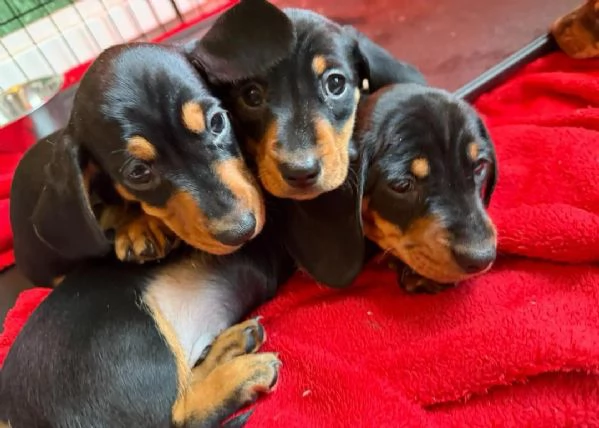 Splendidi cuccioli di Bassotto | Foto 1