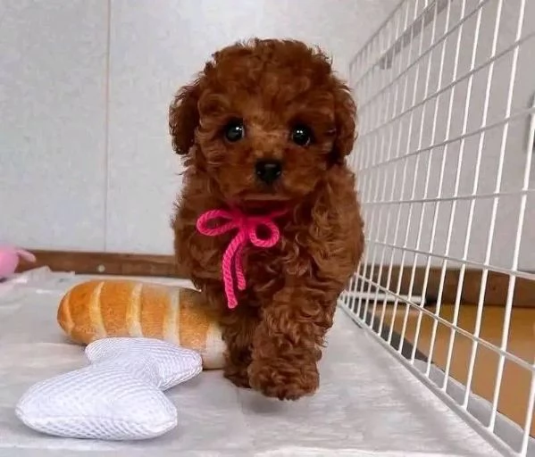 Due cuccioli di Barboncina toy  | Foto 0