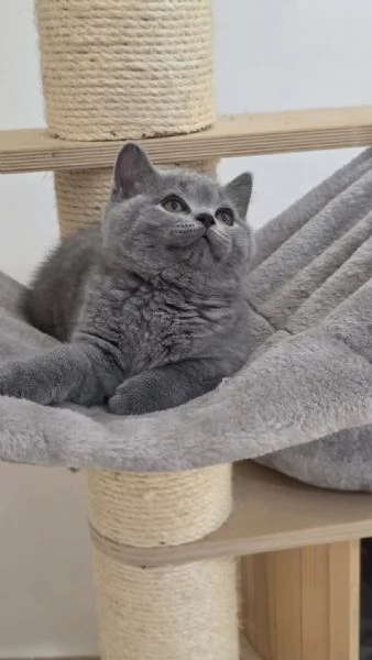 BELLISSIMI Gatti British shorthair