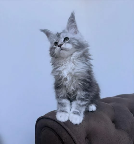 Maine coon cuccioli | Foto 0