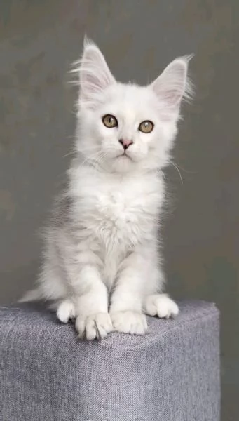 Cuccioli gatti Maine Coon