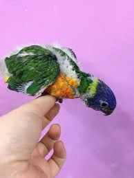 Lori Arcobaleno e altri mutati | Foto 6