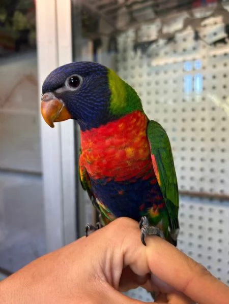 Lori Arcobaleno e altri mutati | Foto 5