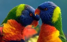 Lori Arcobaleno e altri mutati | Foto 3