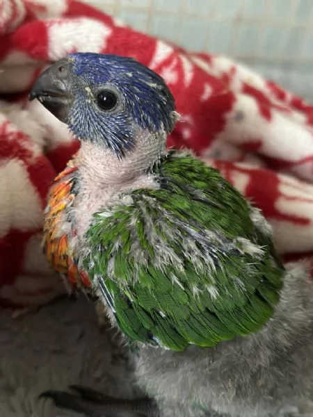 Lori Arcobaleno e altri mutati