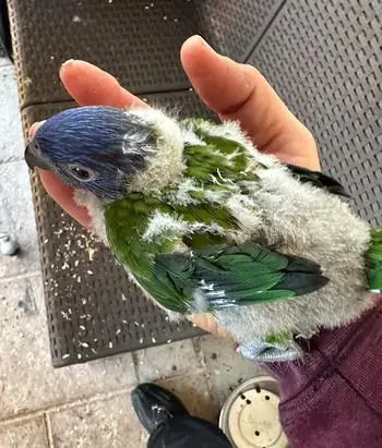 Lori Arcobaleno e altri mutati | Foto 1