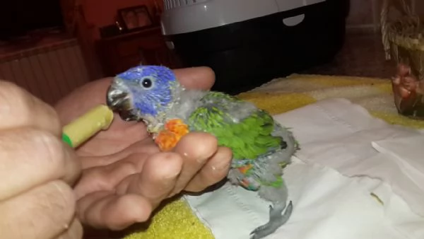 Lori Arcobaleno e altri mutati | Foto 0