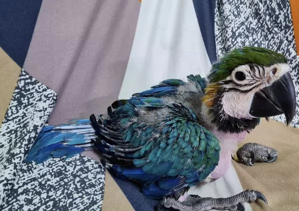 Ara  Ararauna  pulli
