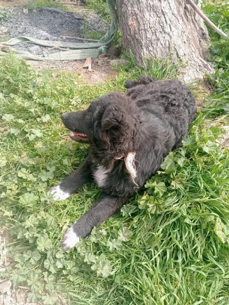 Cucciola meticcia | Foto 1