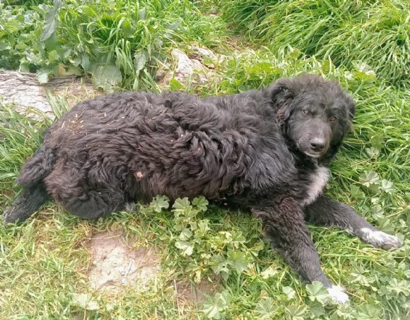 Cucciola meticcia | Foto 0