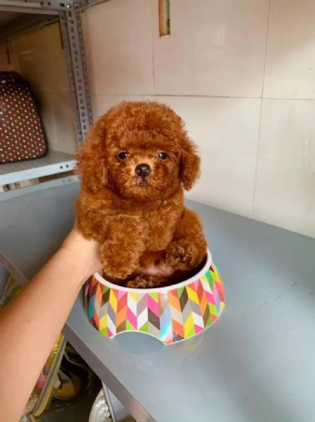 Due cuccioli di Barboncina toy  | Foto 0