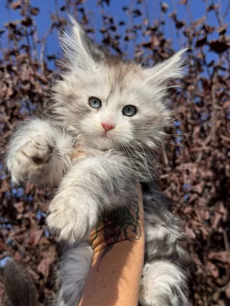 Cuccioli gatti Maine Coon