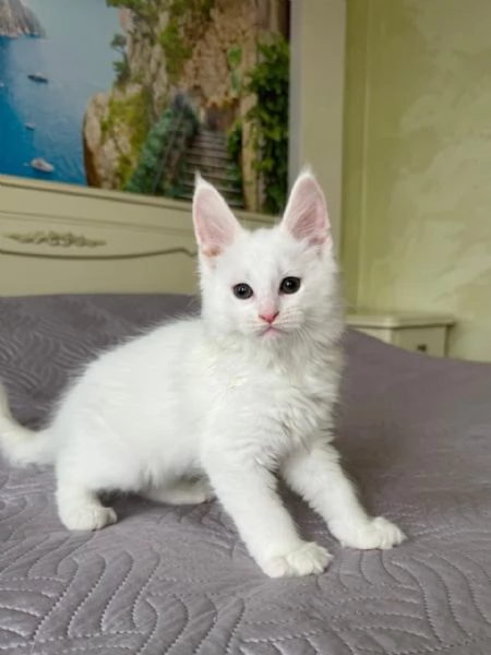 Maine coon cuccioli  | Foto 1