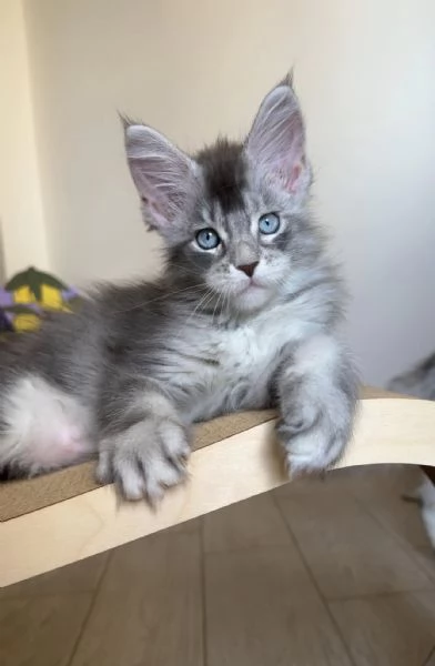 Maine Coon disponibili | Foto 0