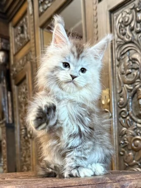Cuccioli gatti Maine Coon | Foto 0