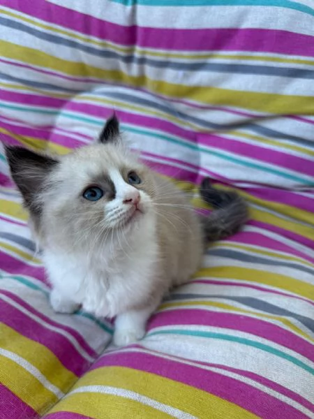 Ragdoll | Foto 6