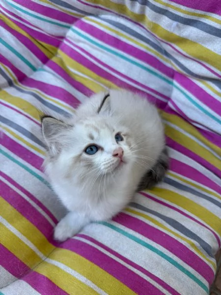 Ragdoll | Foto 5
