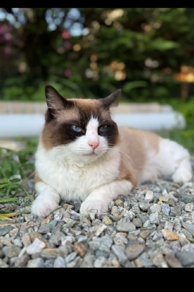 Ragdoll | Foto 2