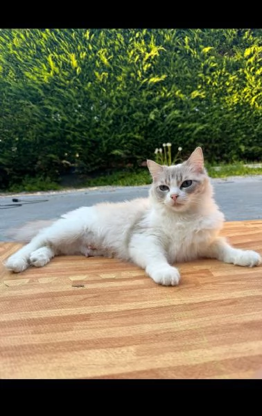 Ragdoll | Foto 1