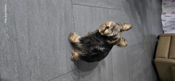Yorkshire Terrier originale piccola taglia maschio Non egrave un giocattolo