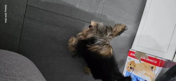 Yorkshire Terrier originale piccola taglia maschio Non egrave un giocattolo | Foto 5