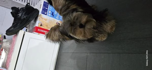 Yorkshire Terrier originale piccola taglia maschio Non egrave un giocattolo | Foto 4