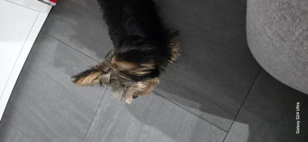 Yorkshire Terrier originale piccola taglia maschio Non egrave un giocattolo | Foto 3