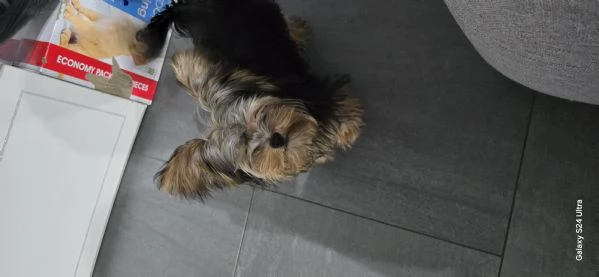 Yorkshire Terrier originale piccola taglia maschio Non egrave un giocattolo | Foto 2